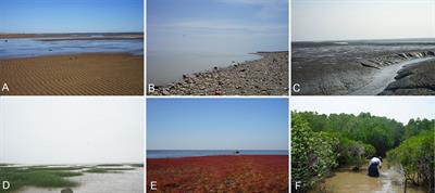 Diversity and distribution of yeasts in intertidal zones of China